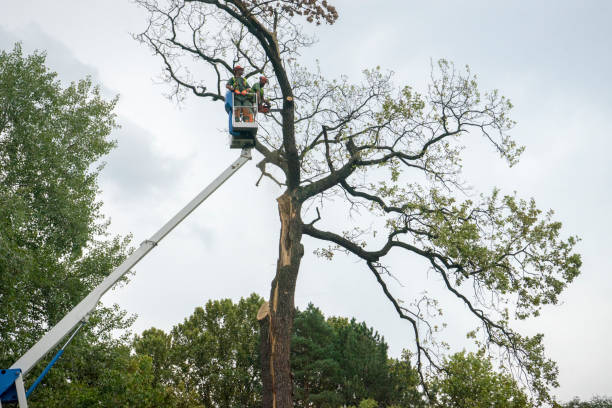 Best Tree Maintenance Programs  in Navarre, OH