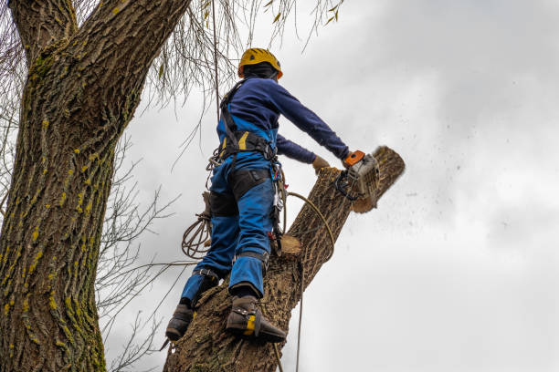 Trusted Navarre, OH Tree Services Experts